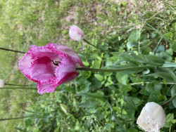 14B03976-980D-41B0-A005-2A81FA281FE4.jpeg