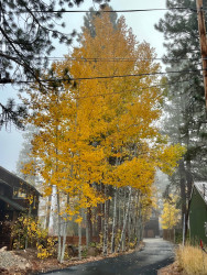 tree.jpg