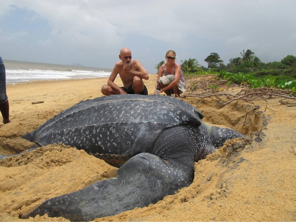 turtle.jpg