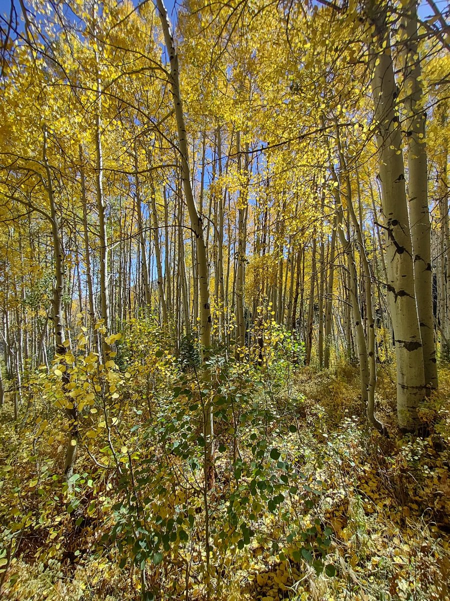 IMG_20241003_132422505_HDR.jpg