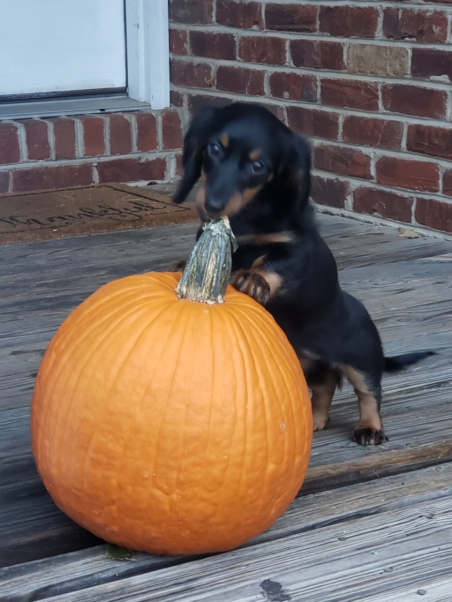 Resized_20241018_075953.jpeg