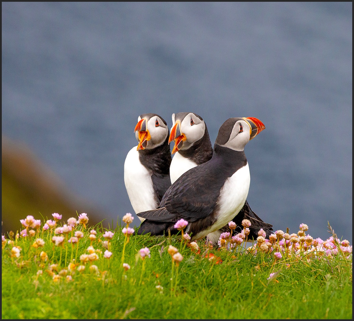 Puffins 24.jpeg